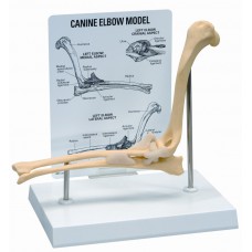 Anatomisk modell, cubitus (armbåge)